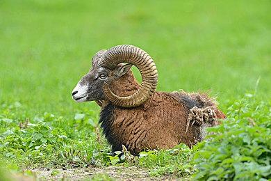 《蒂德莉特的奇境冒险》最终更新7月13日发布 加入新模式